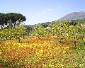 0014 - Pineta con sfondo Vesuvio.jpg (112933 bytes)