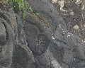 00039 roccia lavica del Fronte di Calastro.jpg (62797 bytes)