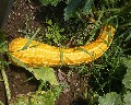 04501 Via Cavallo Orto Zucca.jpg (95066 bytes)