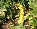 04502 Zucca.jpg (115614 bytes)