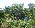 04512 Orto.jpg (110392 bytes)