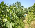 04515 Orto Uva.jpg (114850 bytes)