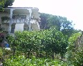 04520 Orto.jpg (73183 bytes)
