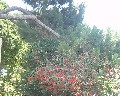 04538Giardino.jpg (96255 bytes)
