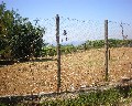 05533 1a Traversa Bianchini primo tratto a destra a salire Via Fosso Bianco.JPG (96823 bytes)