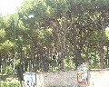 07020 Pineta vista da Traversa montedoro.jpg (121662 bytes)