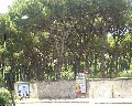 07021 Pineta vista da Traversa montedoro.jpg (117716 bytes)