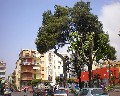 10005  Piazza della repubblica.jpg (93862 bytes)